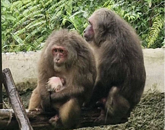 Stump-tailed Macaque