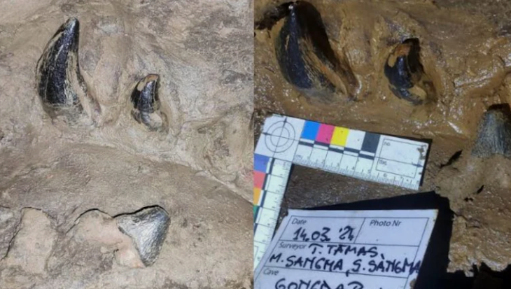 Tolegre Fossil