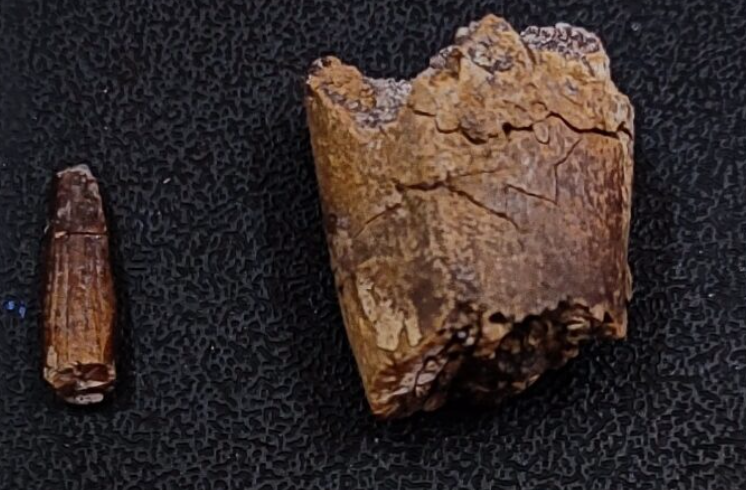 Dinosaur Teeth
