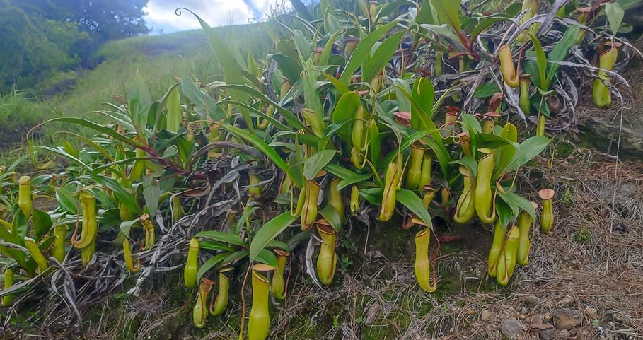 Pitcher Plant