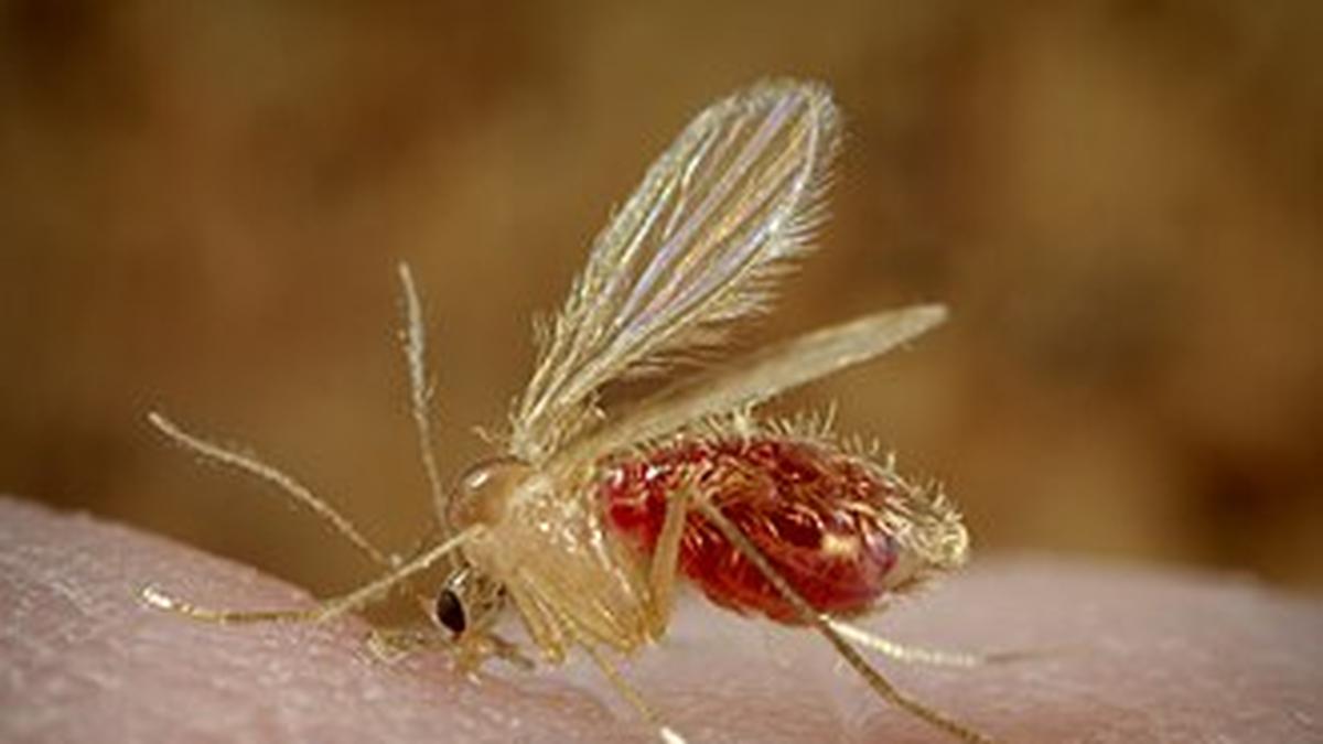 Chandipura Virus